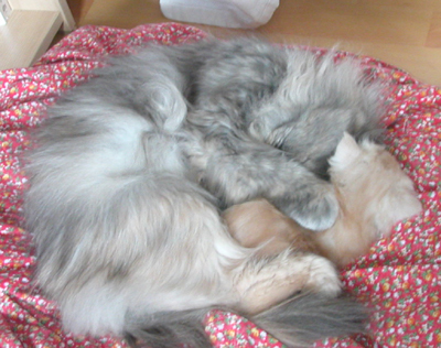 Alice_und_Squeky.jpg
