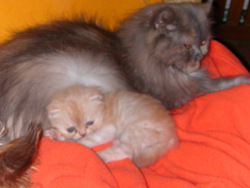 Alice_und_Squeky_5Wochen.jpg