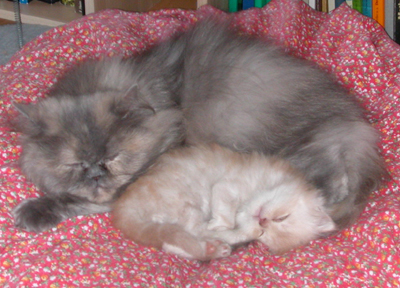Alice_und_Squeky_umgedreht.jpg