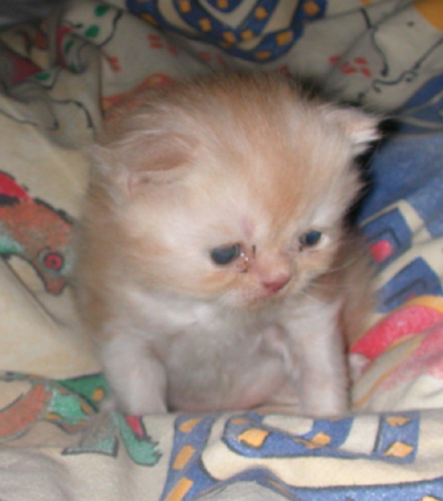 Squekie_nochmal_im_Bett.jpg