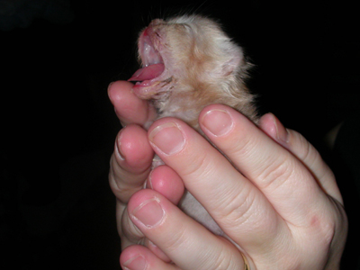 Squekie_say_hallo.jpg