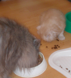 Squeky_und_das_Trockenfutter.jpg