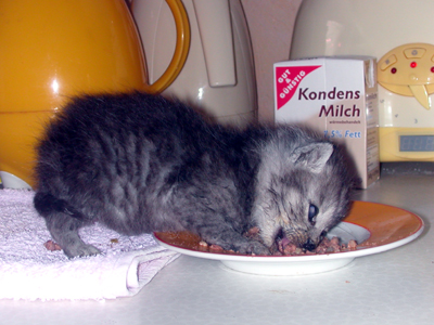 baby_frisst02.jpg