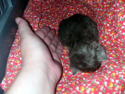 baby_mit_hand.jpg