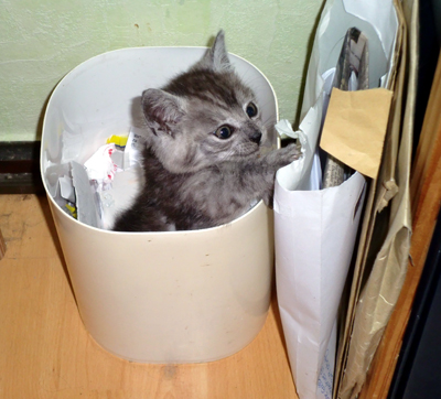 eimerkater.jpg