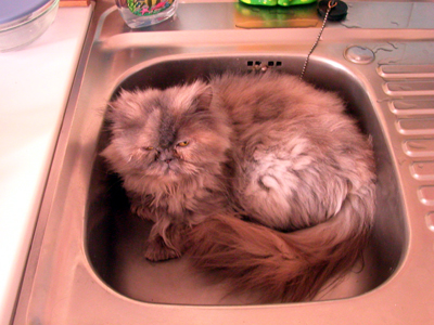 else_im_waschbecken.jpg