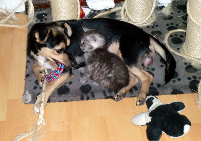mo_und_lissy_spielen02.jpg
