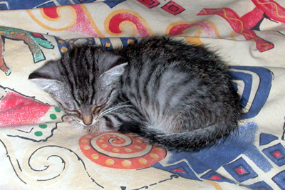 eddy_im_bett.jpg