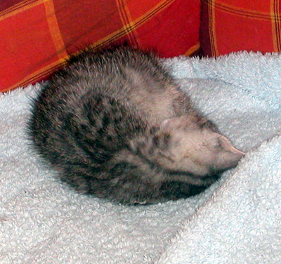 eddy_rollmops.jpg