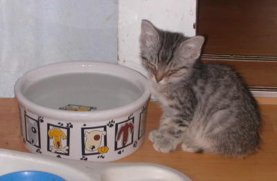 eddy_schlaeft_am_wassernapf.jpg