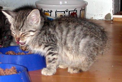 katerchen.jpg