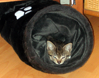 lola01.jpg