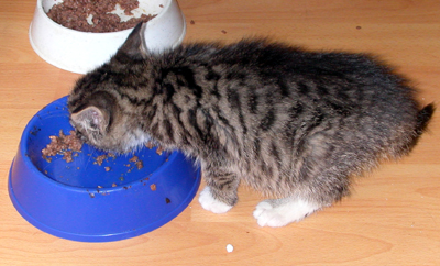 lola_frisst.jpg
