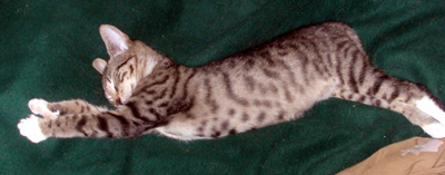 lola_lang02.jpg