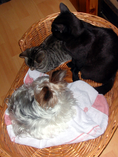 annie_lola_bambi_imkorb.jpg